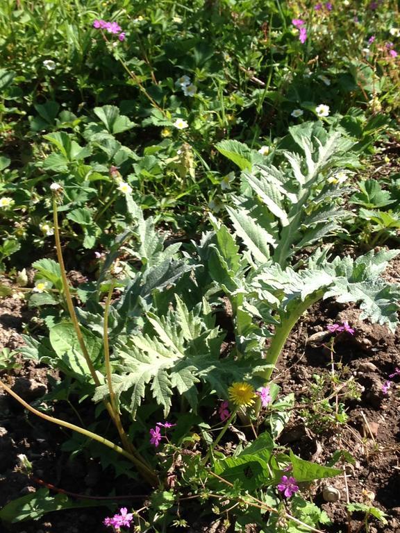 Eco Garten Guest House Shkoder Bagian luar foto