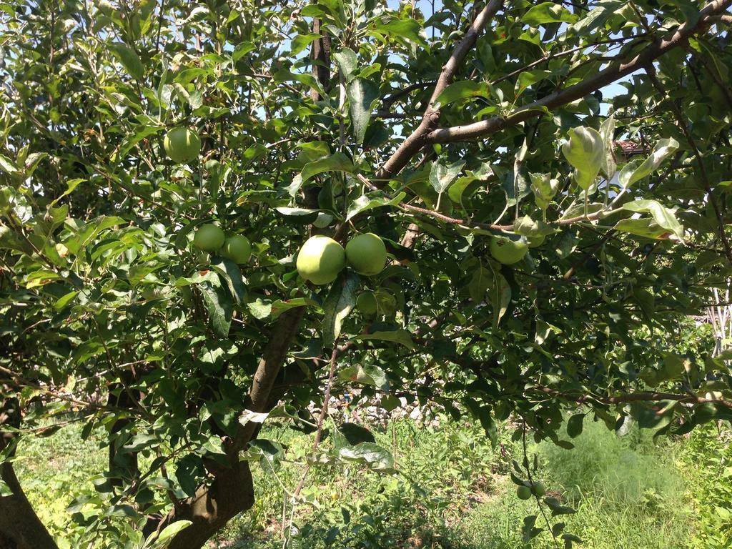 Eco Garten Guest House Shkoder Bagian luar foto