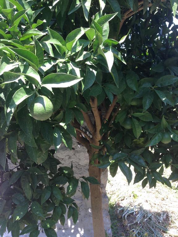 Eco Garten Guest House Shkoder Bagian luar foto