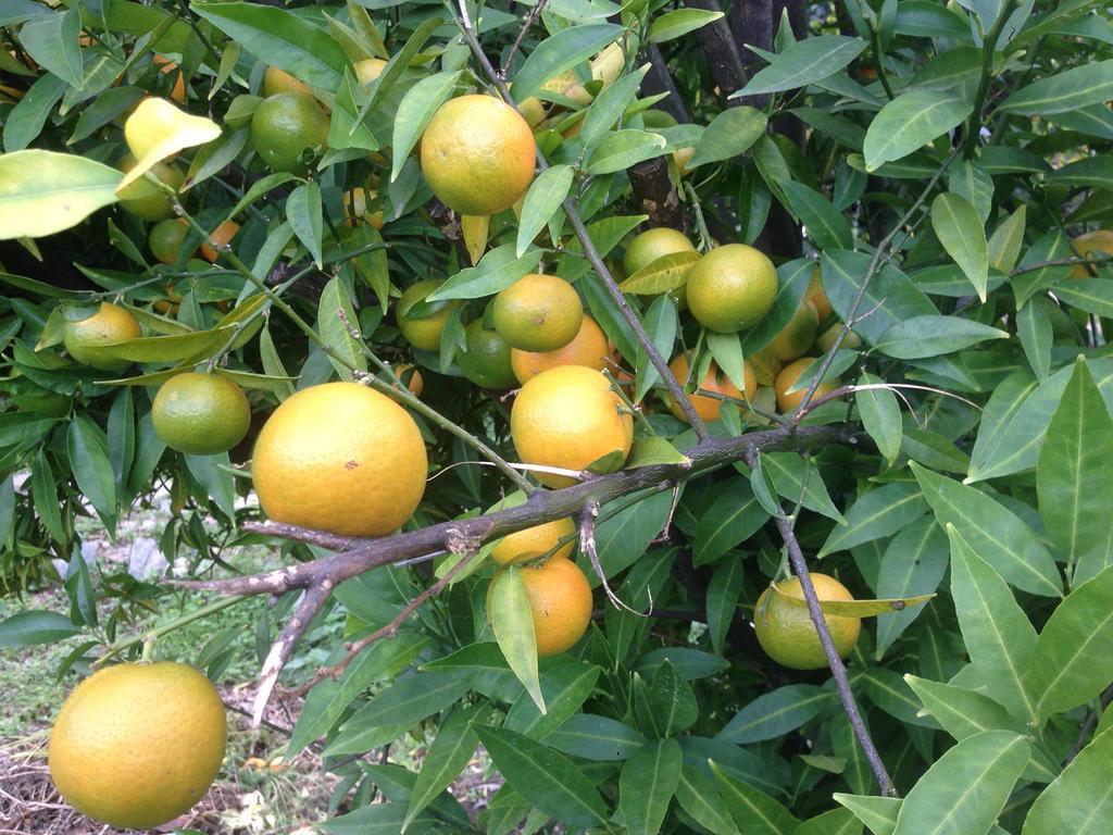 Eco Garten Guest House Shkoder Bagian luar foto