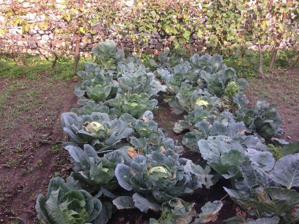 Eco Garten Guest House Shkoder Bagian luar foto