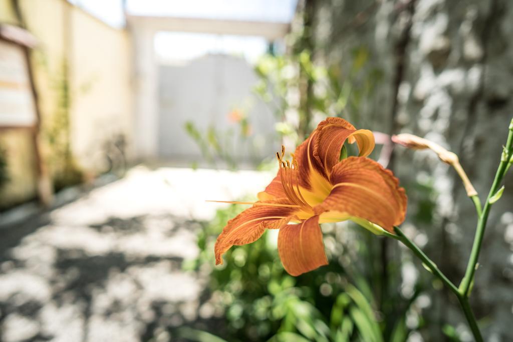 Eco Garten Guest House Shkoder Bagian luar foto