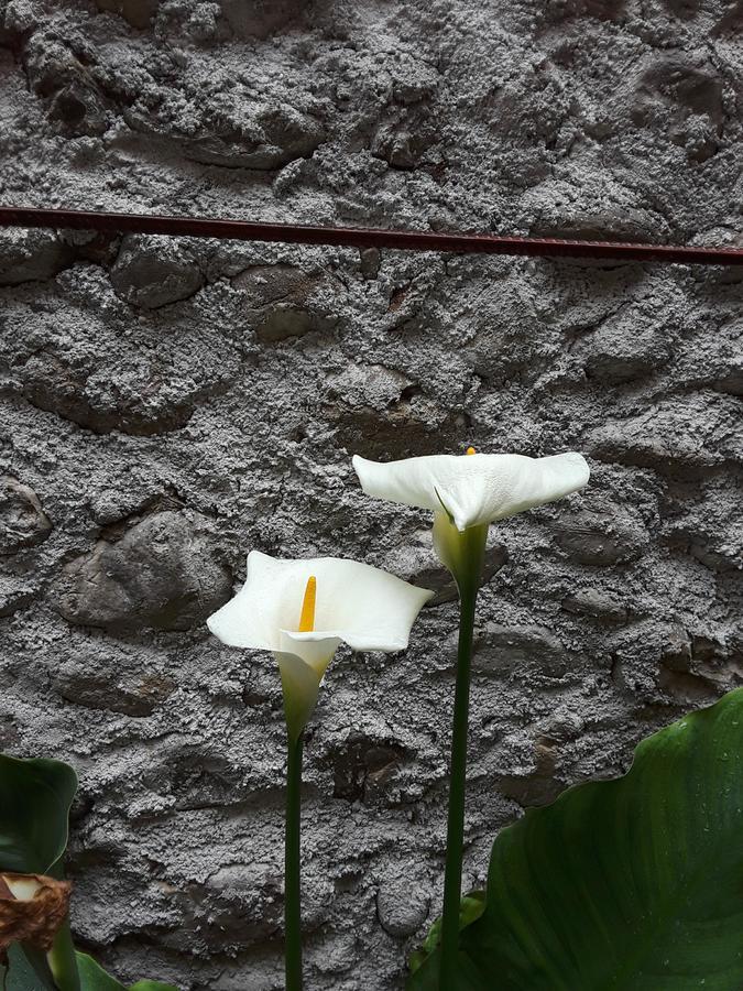 Eco Garten Guest House Shkoder Bagian luar foto