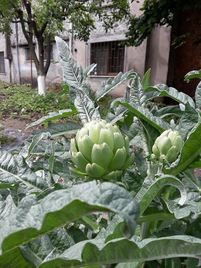 Eco Garten Guest House Shkoder Bagian luar foto